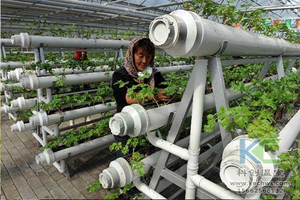 無(wú)土栽培，無(wú)土栽培技術(shù)，無(wú)土栽培設(shè)備