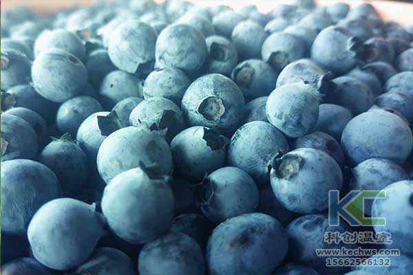 無土栽培，無土栽培技術(shù)，無土栽培設(shè)備