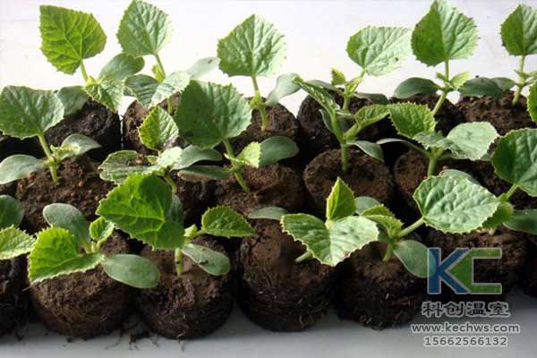 無土栽培，無土栽培技術(shù)，無土栽培設(shè)備