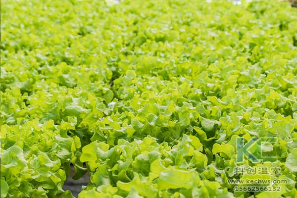 無土栽培，無土栽培技術，無土栽培設備