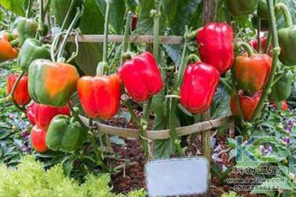 無土栽培，無土栽培技術，無土栽培設備