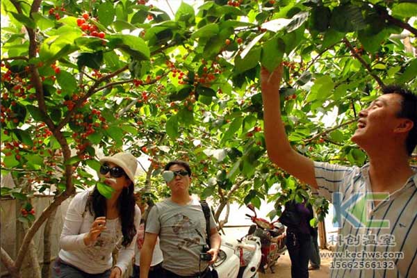 無土栽培，無土栽培技術，無土栽培設備