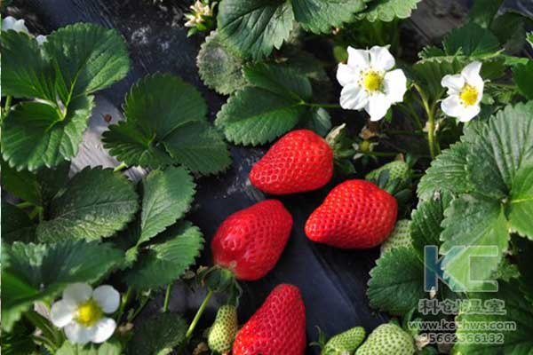 無土栽培，無土栽培技術，無土栽培設備