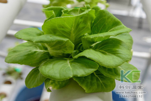 無土栽培，無土栽培技術，無土栽培設備