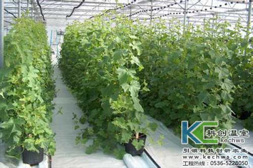 無土栽培，無土栽培技術，無土栽培設備