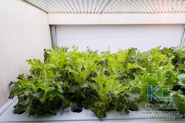 無(wú)土栽培，無(wú)土栽培技術(shù)，無(wú)土栽培設(shè)備