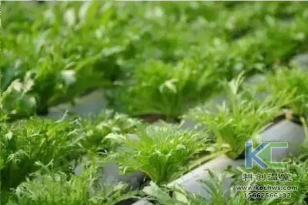 無土栽培，無土栽培技術(shù)，無土栽培設(shè)備