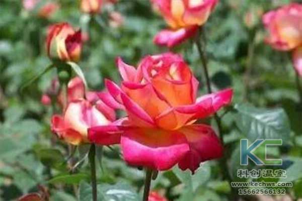 無(wú)土栽培，無(wú)土栽培技術(shù)，無(wú)土栽培設(shè)備