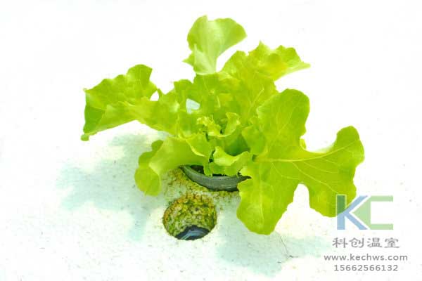 無土栽培，無土栽培技術(shù)，無土栽培設(shè)備