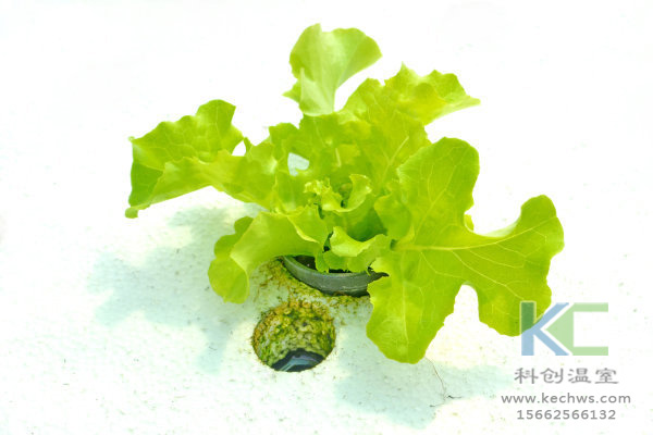 無土栽培，無土栽培技術，無土栽培設備