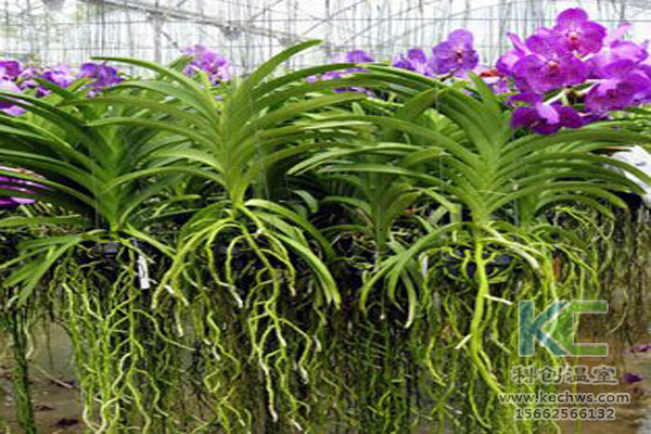 無(wú)土栽培,無(wú)土栽培技術(shù),無(wú)土栽培設(shè)備