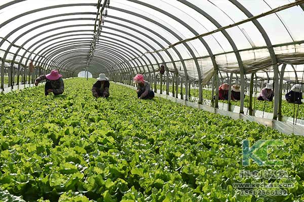 無(wú)土栽培，無(wú)土栽培技術(shù)，無(wú)土栽培設(shè)備