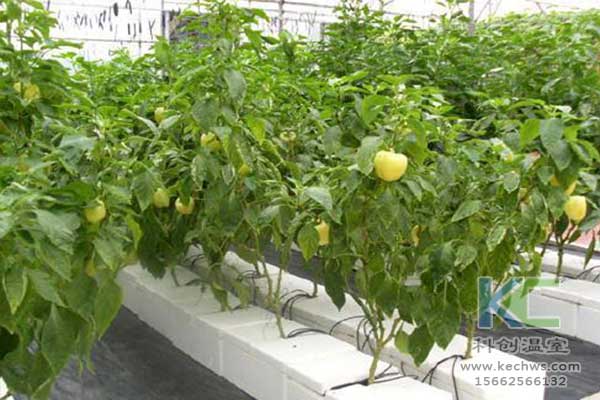 無土栽培，無土栽培技術(shù)，無土栽培設(shè)備