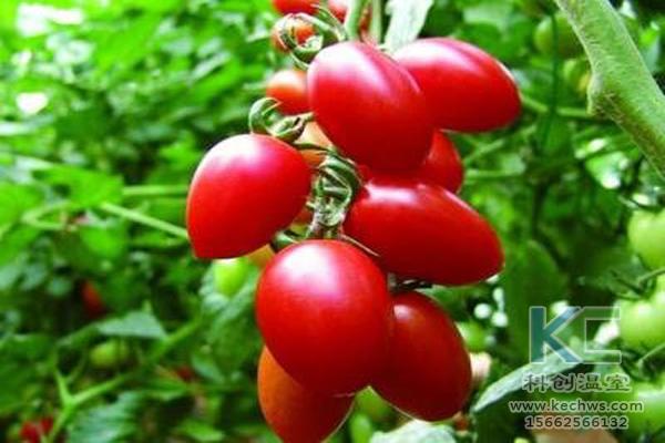 休閑農業，無土栽培技術，無土栽培，溫室大棚