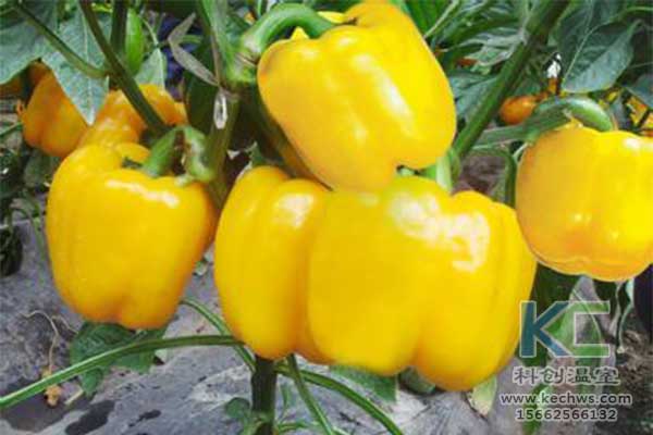 無(wú)土栽培，無(wú)土栽培技術(shù)，無(wú)土栽培設(shè)備