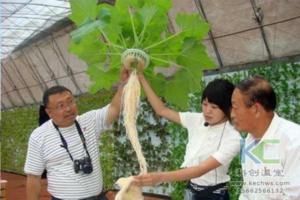 無土栽培,無土栽培技術(shù),無土栽培設(shè)備