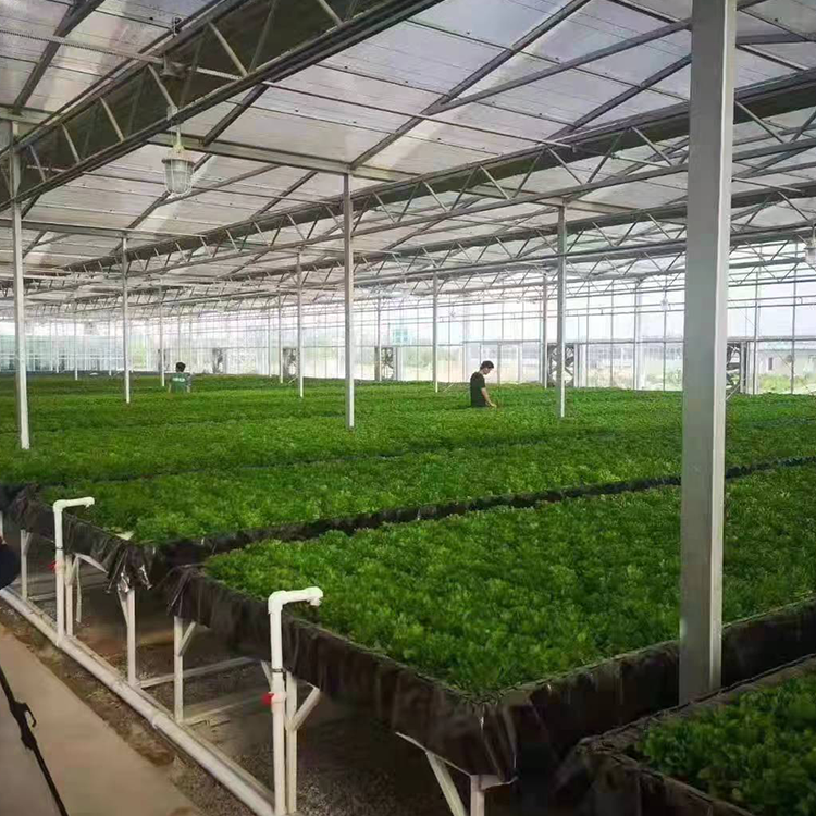 無土栽培,無土栽培技術(shù),無土栽培設(shè)備