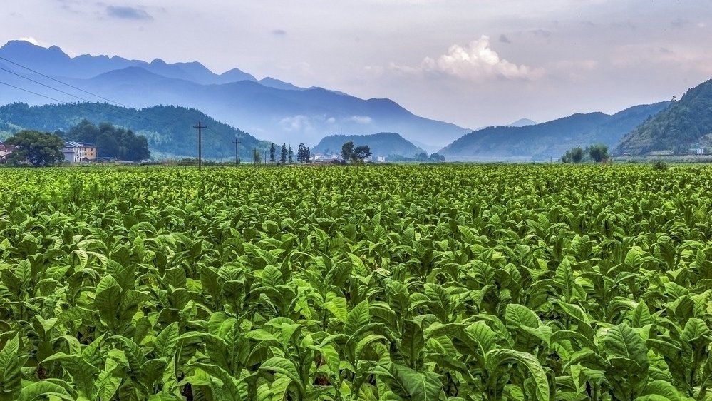 無土栽培,無土栽培技術,無土栽培設備