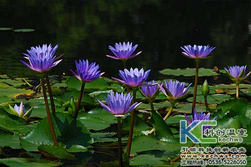 無土栽培，無土栽培技術，無土栽培設備