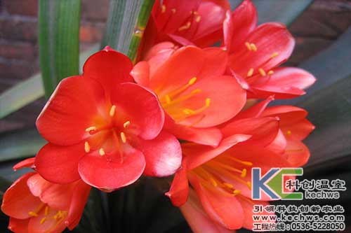 無土栽培，無土栽培技術，無土栽培設備