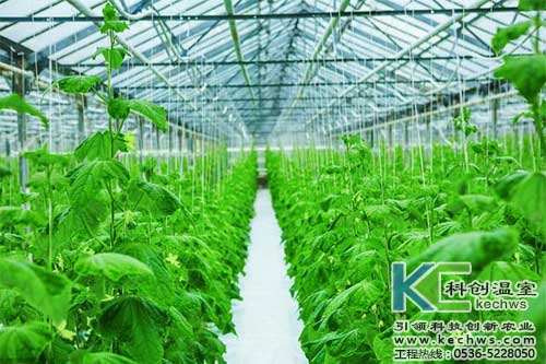 無土栽培，無土栽培技術，無土栽培設備
