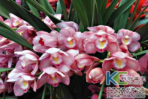 無土栽培，無土栽培技術，無土栽培設備