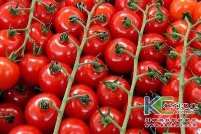 無(wú)土栽培技術(shù)，無(wú)土栽培設(shè)備，無(wú)土栽培，溫室大棚