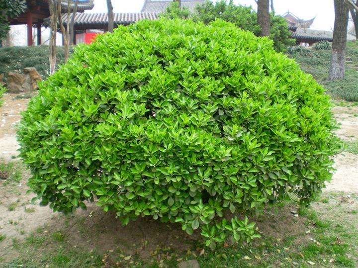 無土栽培，無土栽培技術(shù)，無土栽培設(shè)備