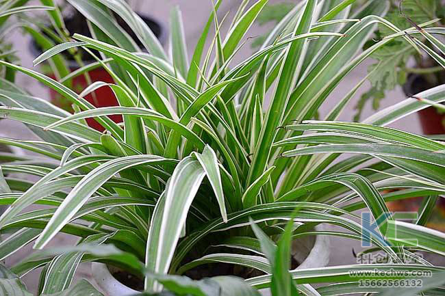 無土栽培，無土栽培技術(shù)，無土栽培設(shè)備