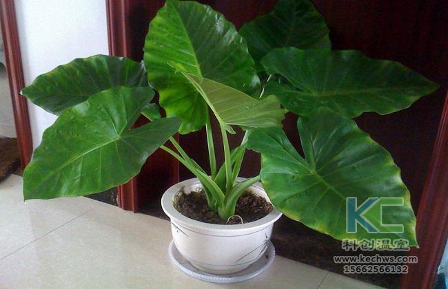 無土栽培，無土栽培技術，無土栽培設備