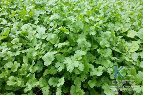 無土栽培，無土栽培技術(shù)，無土栽培設(shè)備