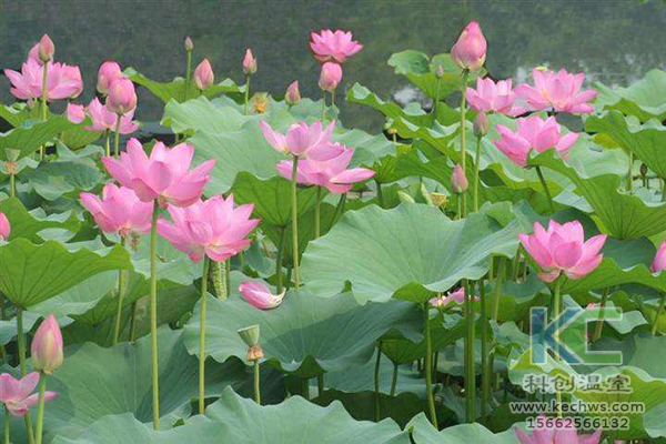 無土栽培，無土栽培技術(shù)，無土栽培設(shè)備