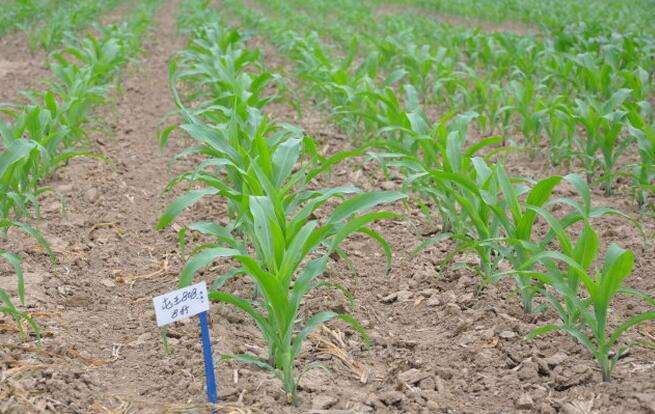 無土栽培，無土栽培技術，無土栽培設備