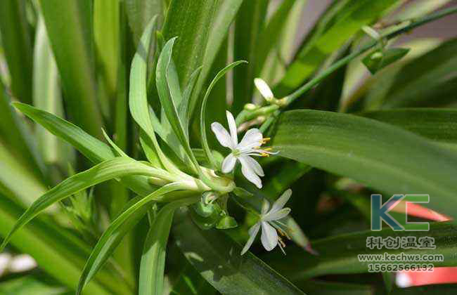 無土栽培，無土栽培技術，無土栽培設備