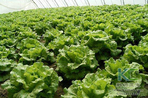 無土栽培，無土栽培技術，無土栽培設備