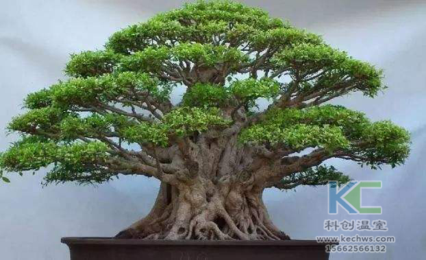 無土栽培，無土栽培技術，無土栽培設備