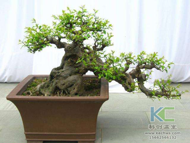 無土栽培，無土栽培技術，無土栽培設備