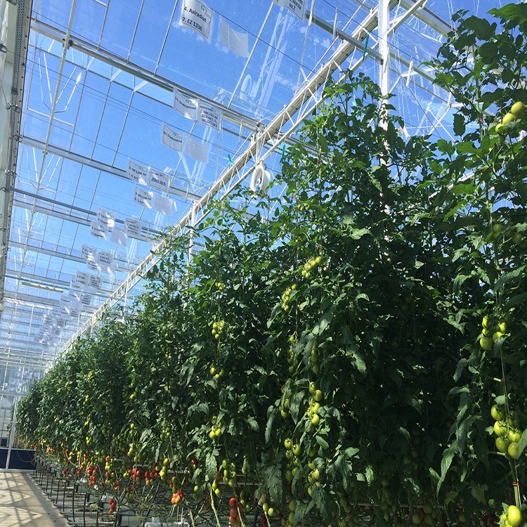 無土栽培,無土栽培技術,無土栽培設備