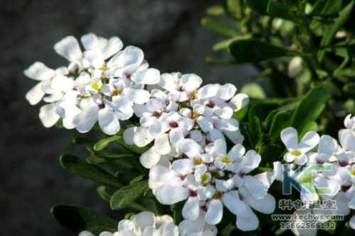 無(wú)土栽培，無(wú)土栽培技術(shù)，無(wú)土栽培設(shè)備