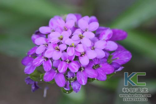 無(wú)土栽培,無(wú)土栽培技術(shù),無(wú)土栽培設(shè)備