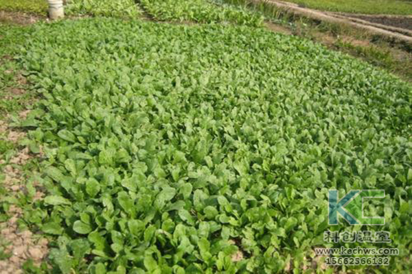 無土栽培，無土栽培技術(shù)，無土栽培設(shè)備