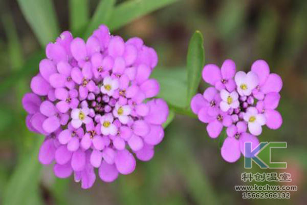 無土栽培，無土栽培技術(shù)，無土栽培設(shè)備