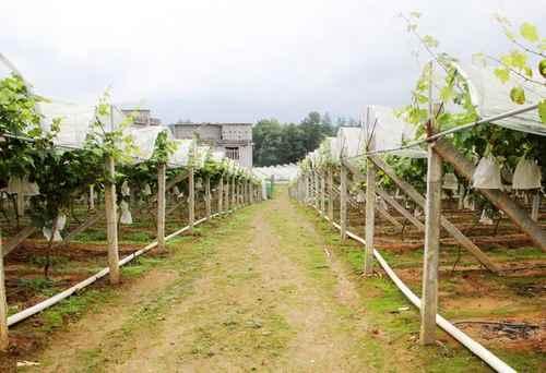 無土栽培,無土栽培技術,無土栽培設備
