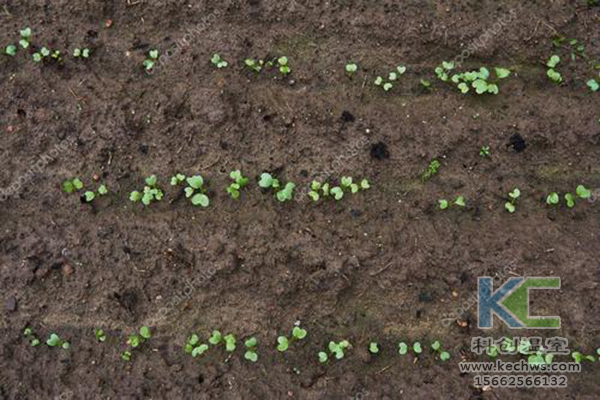 無土栽培，無土栽培技術(shù)，無土栽培設(shè)備