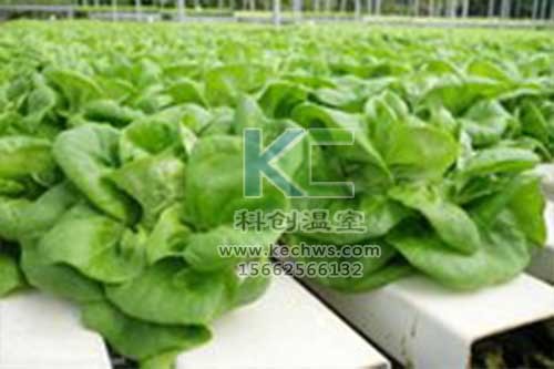 無土栽培，無土栽培技術，無土栽培設備