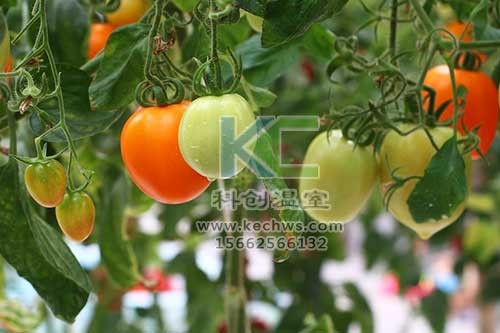 無土栽培，無土栽培技術(shù)，無土栽培設(shè)備