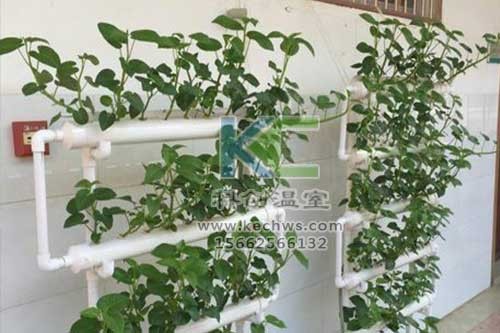 無土栽培，無土栽培技術，無土栽培設備