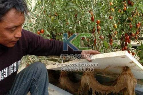 無土栽培，無土栽培技術(shù)，無土栽培設(shè)備