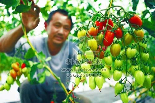 無土栽培，無土栽培技術(shù)，無土栽培設(shè)備