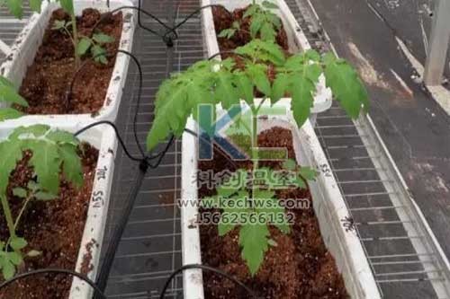 無土栽培，無土栽培技術(shù)，無土栽培設(shè)備